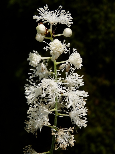 {Actaea racemosa}
